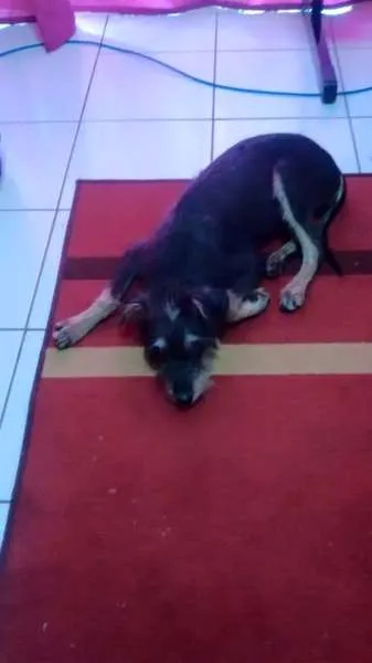 Cachorro raça SRD idade 2 a 6 meses nome Sem nome