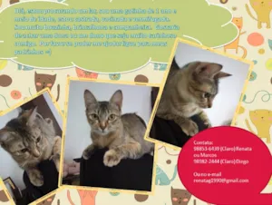 Gato raça vira lata idade 1 ano nome Ursula
