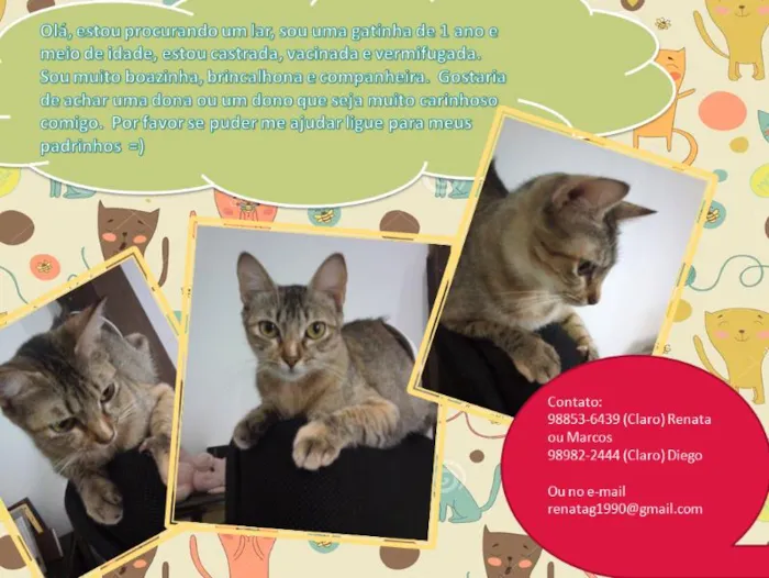 Gato ra a vira lata idade 1 ano nome Ursula