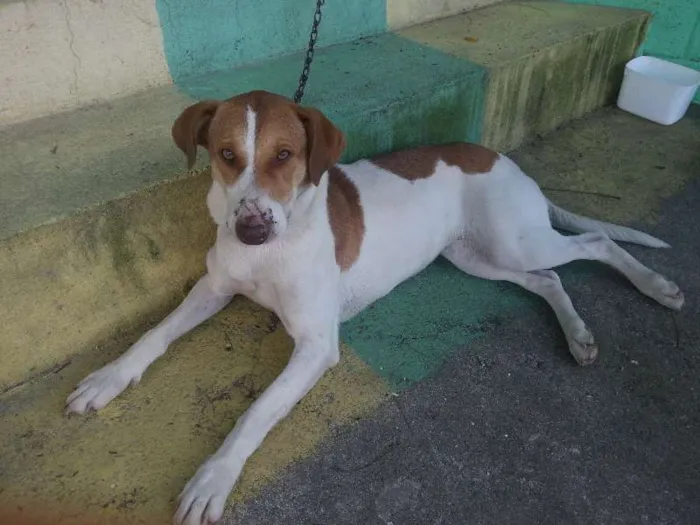 Cachorro ra a Mestiça idade 1 ano nome Mel e Lory