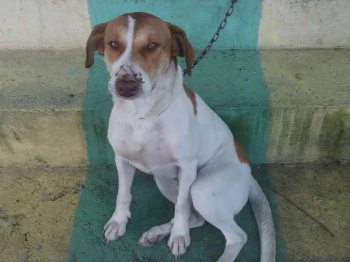 Cachorro ra a Mestiça idade 1 ano nome Mel e Lory