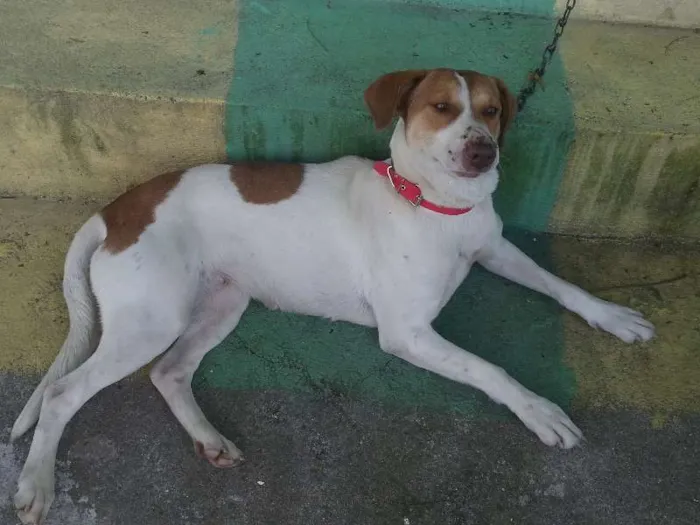 Cachorro ra a Mestiça idade 1 ano nome Mel e Lory