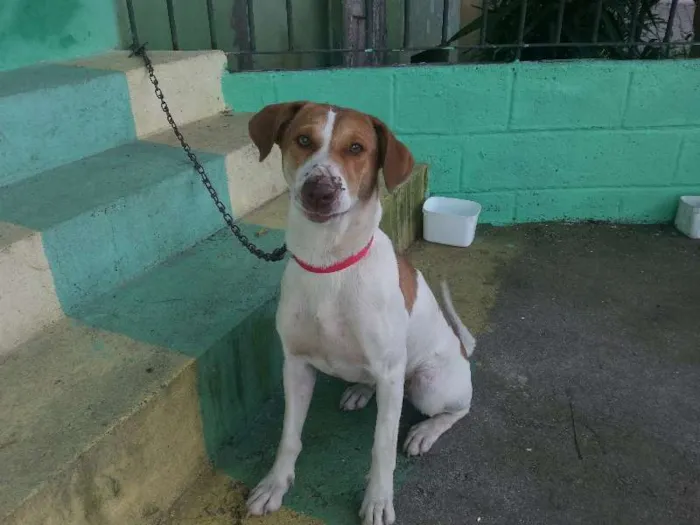 Cachorro ra a Mestiça idade 1 ano nome Mel e Lory