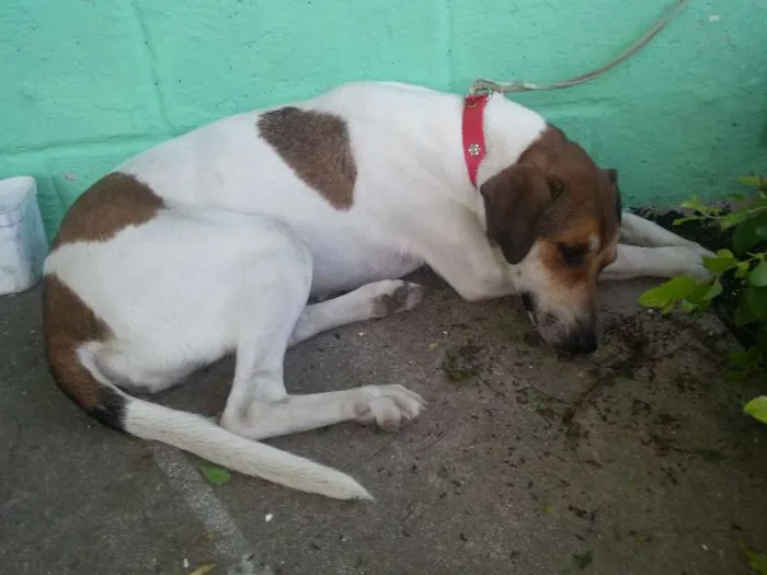 Cachorro ra a Mestiça idade 1 ano nome Mel e Lory