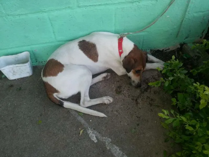 Cachorro ra a Mestiça idade 1 ano nome Mel e Lory