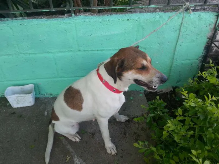 Cachorro ra a Mestiça idade 1 ano nome Mel e Lory
