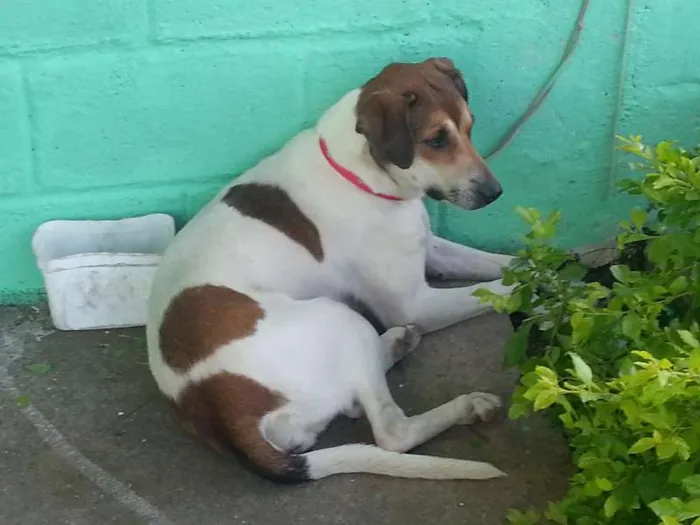 Cachorro ra a Mestiça idade 1 ano nome Mel e Lory