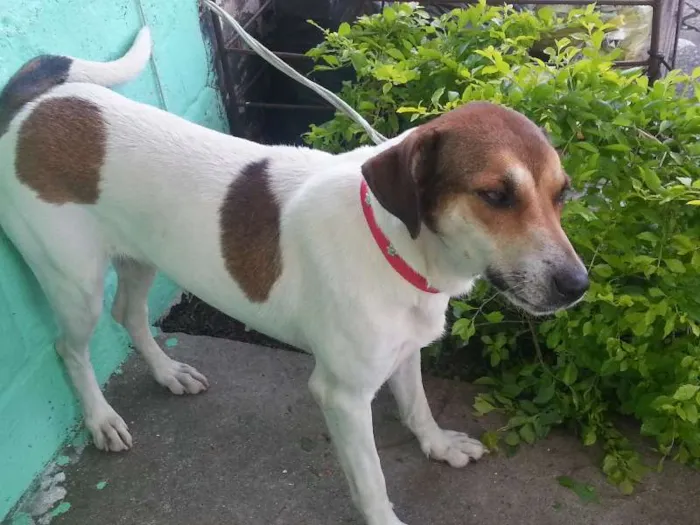 Cachorro ra a Mestiça idade 1 ano nome Mel e Lory