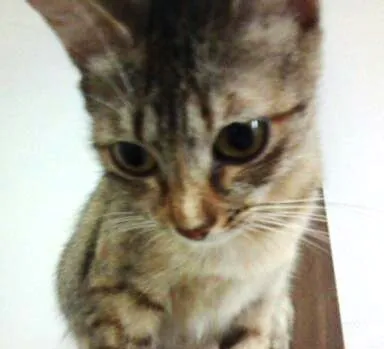 Gato ra a vira lata idade 1 ano nome Ursula