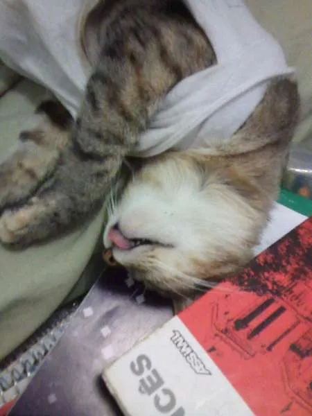 Gato ra a vira lata idade 1 ano nome Ursula