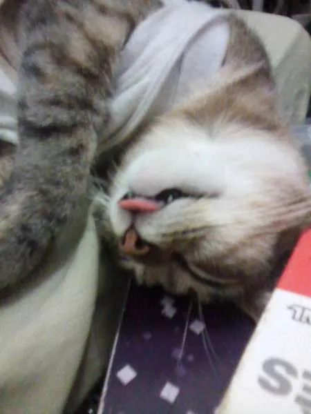 Gato ra a vira lata idade 1 ano nome Ursula
