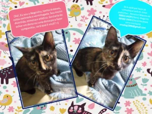 Gato raça vira lata idade 2 a 6 meses nome Negrita