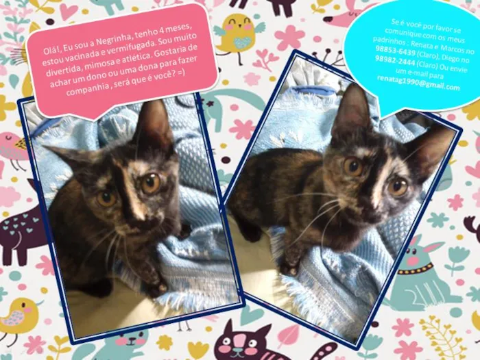 Gato ra a vira lata idade 2 a 6 meses nome Negrita