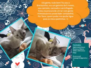 Gato raça vira lata idade 2 a 6 meses nome Branquinho
