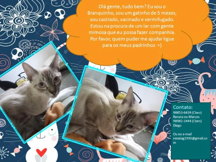 Gato ra a vira lata idade 2 a 6 meses nome Branquinho