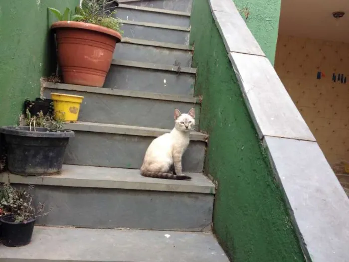 Gato ra a vira lata idade 2 a 6 meses nome Branquinho