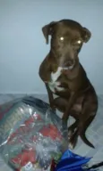 Tobias