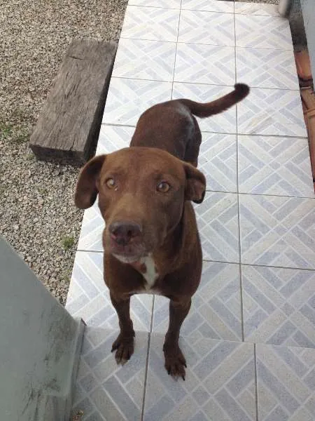 Cachorro ra a lABRADOR idade 3 anos nome Tobias