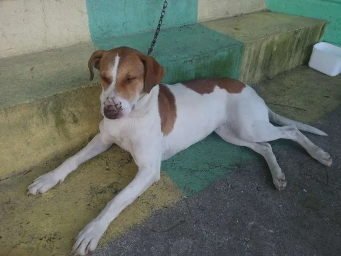 Cachorro ra a Mestiça idade 1 ano nome Mel e Lory