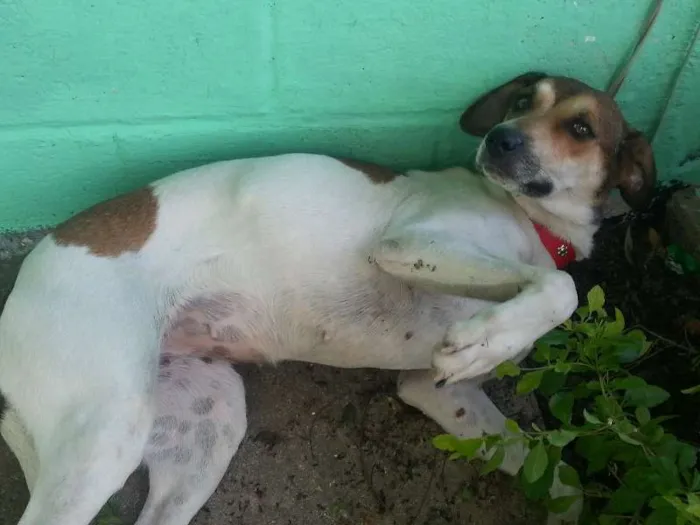 Cachorro ra a Mestiça idade 1 ano nome Mel e Lory