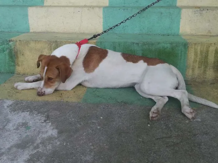 Cachorro ra a Mestiça idade 1 ano nome Mel e Lory