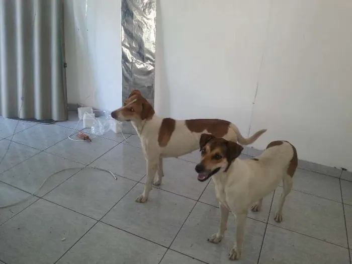 Cachorro ra a Mestiça idade 1 ano nome Mel e Lory