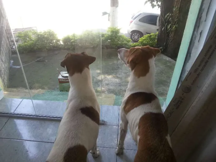 Cachorro ra a Mestiça idade 1 ano nome Mel e Lory