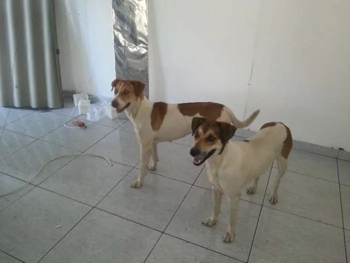 Cachorro ra a Mestiça idade 1 ano nome Mel e Lory