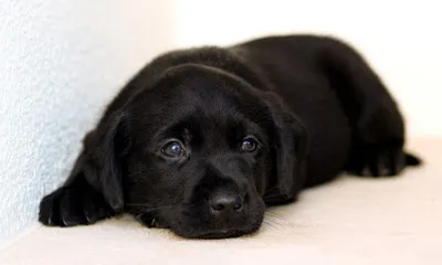 Cachorro ra a mestiça labrador idade 2 a 6 meses nome mel