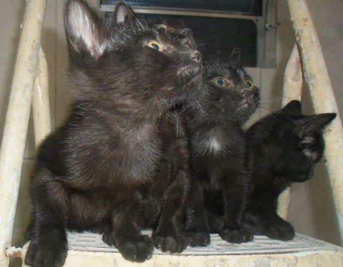 Gato ra a Vira Lata idade 2 a 6 meses nome The blue sisters