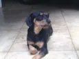 Feijuca