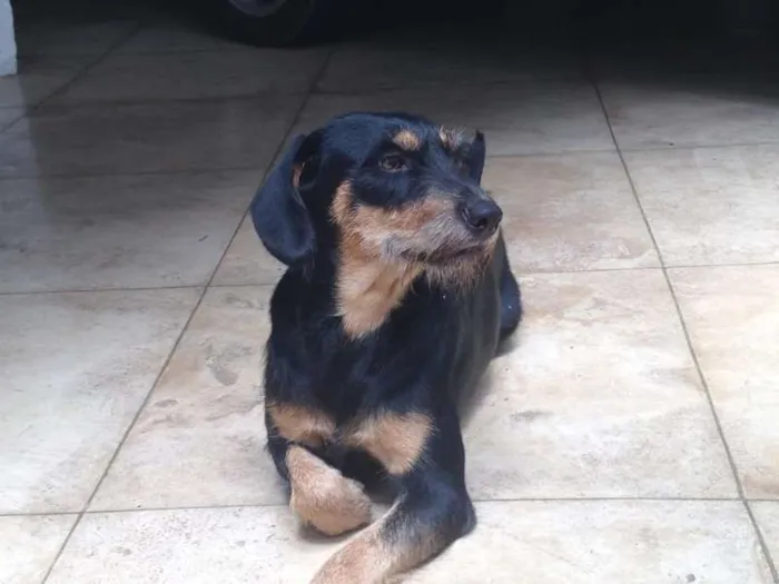 Cachorro ra a SRD idade 1 ano nome Feijuca
