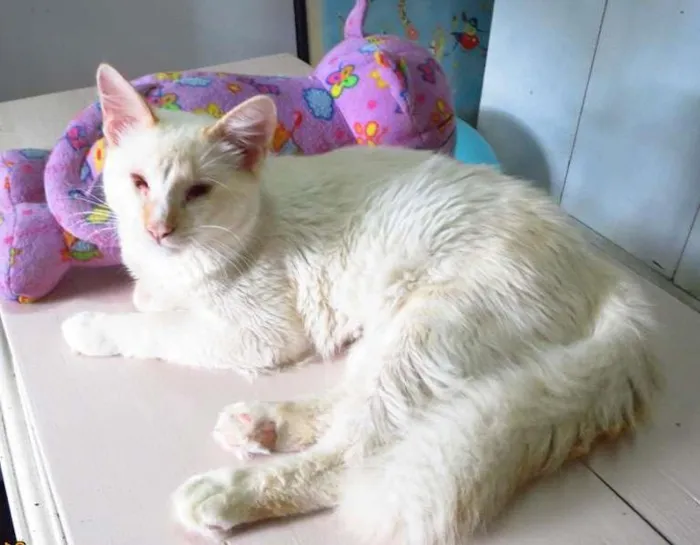Gato ra a Vira lata idade 7 a 11 meses nome Lipe
