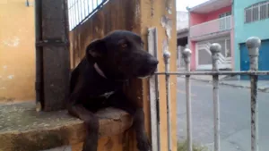 Cachorro raça mistura labrador idade 1 ano nome neguinho