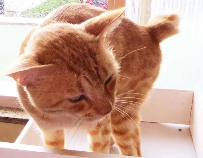 Gato ra a Vira lata idade 3 anos nome Elvis