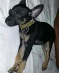 Toy