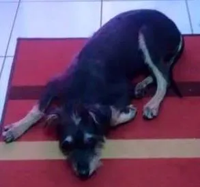 Cachorro raça SRD idade 2 a 6 meses nome Sem nome