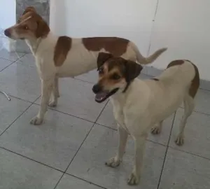 Cachorro raça Mestiça idade 1 ano nome Mel e Lory