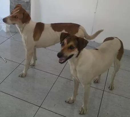 Cachorro ra a Mestiça idade 1 ano nome Mel e Lory