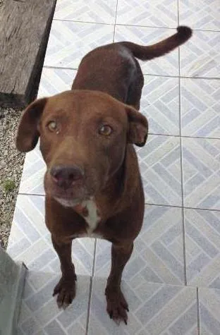 Cachorro ra a lABRADOR idade 3 anos nome Tobias