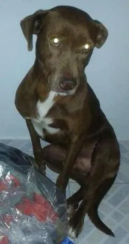 Cachorro raça lABRADOR idade 3 anos nome Tobias