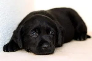 Cachorro raça mestiça labrador idade 2 a 6 meses nome mel