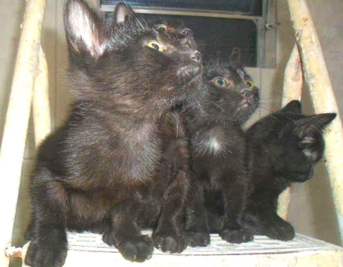 Gato ra a Vira Lata idade 2 a 6 meses nome The blue sisters