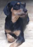 Feijuca