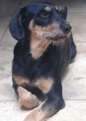 Cachorro ra a SRD idade 1 ano nome Feijuca