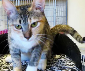 Gato raça Vira lata idade 7 a 11 meses nome Missy