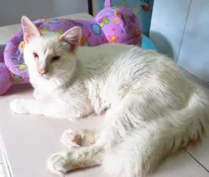Gato raça Vira lata idade 7 a 11 meses nome Lipe