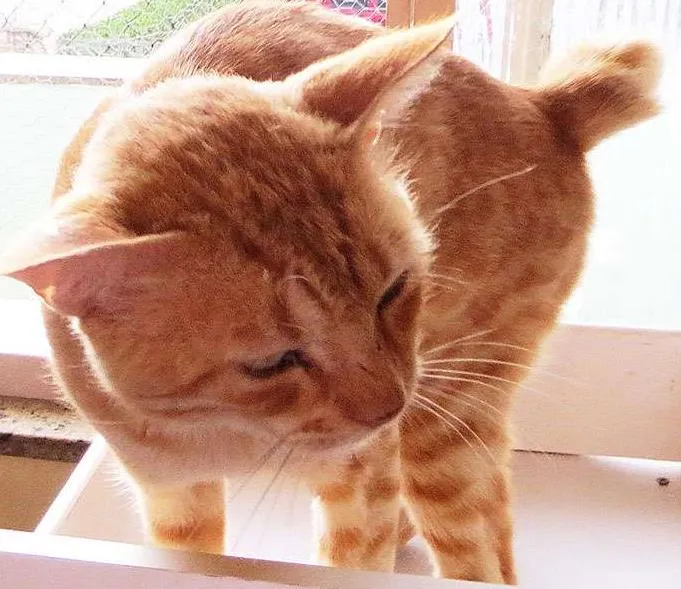 Gato ra a Vira lata idade 3 anos nome Elvis