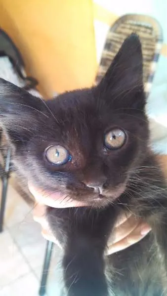 Gato ra a Gatinho idade Abaixo de 2 meses nome Bebezinhos