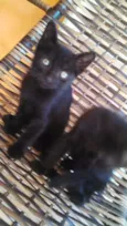 Bebezinhos